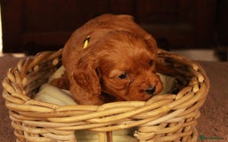 Cavapoo dogs for sale: Gorgeous Cavapoo puppies - Image 14