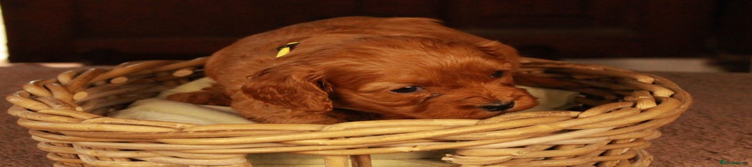 Cavapoo Puppy 6
