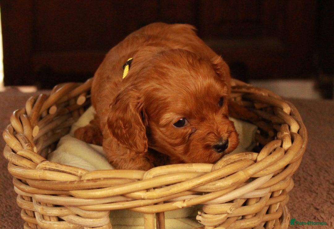 Cavapoo dogs for sale: Gorgeous Cavapoo puppies - Image 14