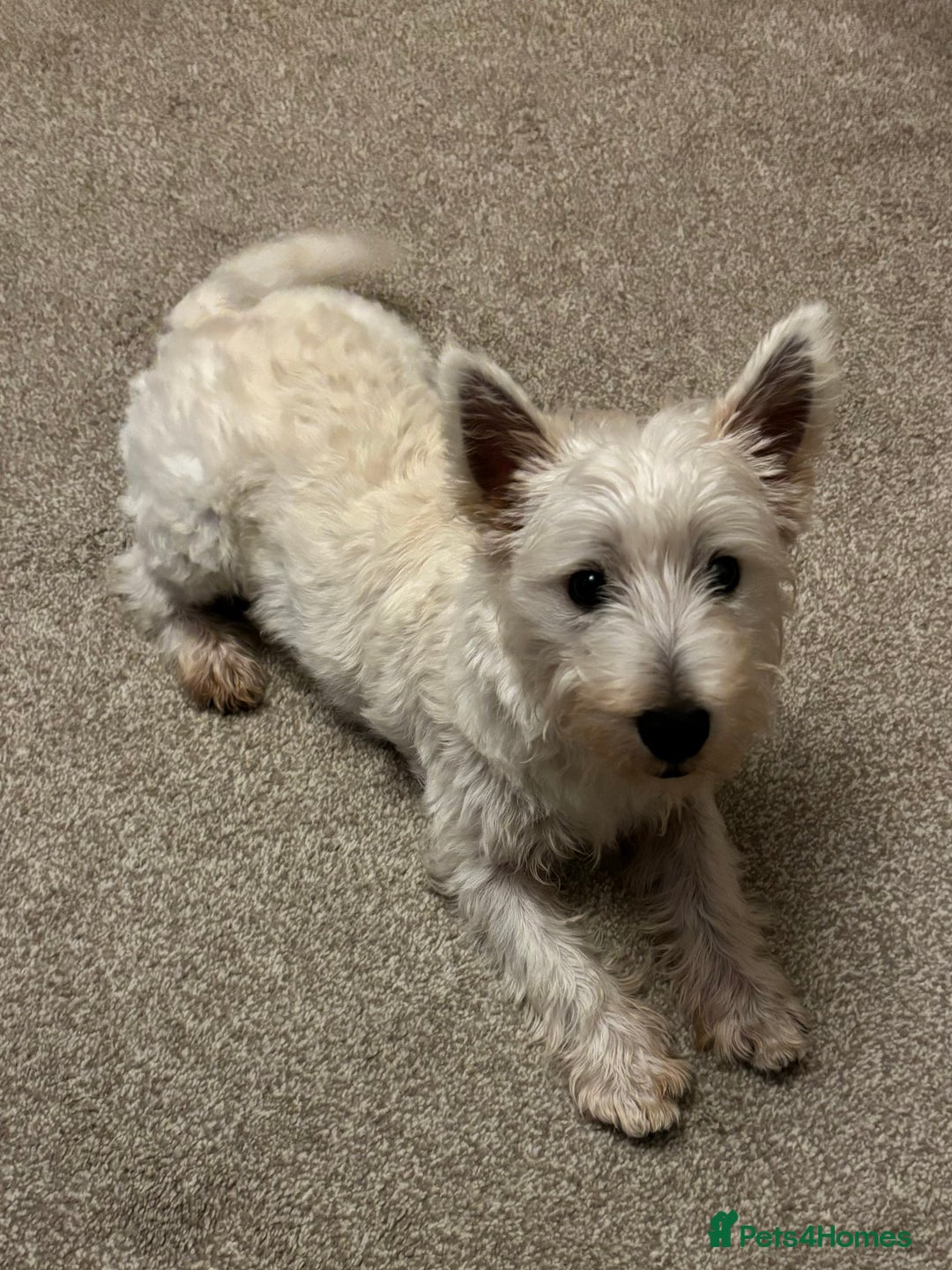 Mixed Breed dogs for sale: Westiepoo puppies - Advert 4