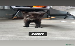 Mixed Breed cats for sale: 3 black kittens - Image 3