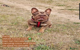 French Bulldog dogs for sale: Paris - Advert 7