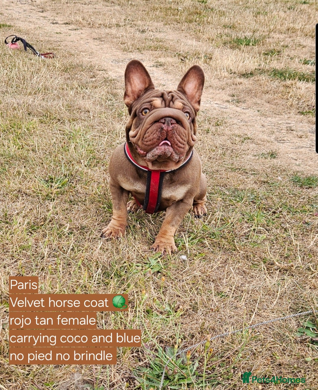 French Bulldog dogs for sale: Paris - Advert 7