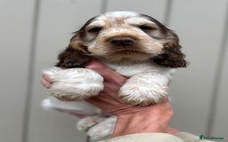 Cocker Spaniel dogs for sale: Quality Simbawood Sable Show Type Cocker Spaniels  - Image 1