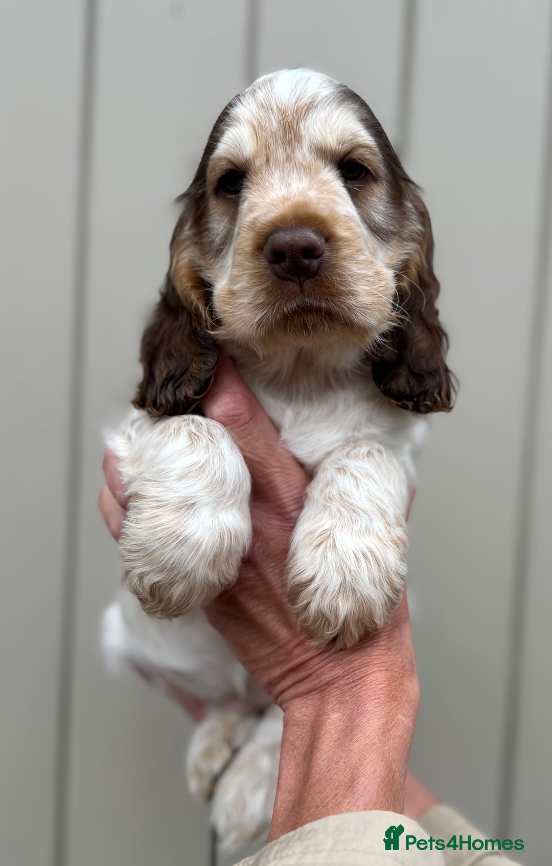 Cocker Spaniel dogs for sale: Quality Simbawood Sable Show Type Cocker Spaniels  - Image 1