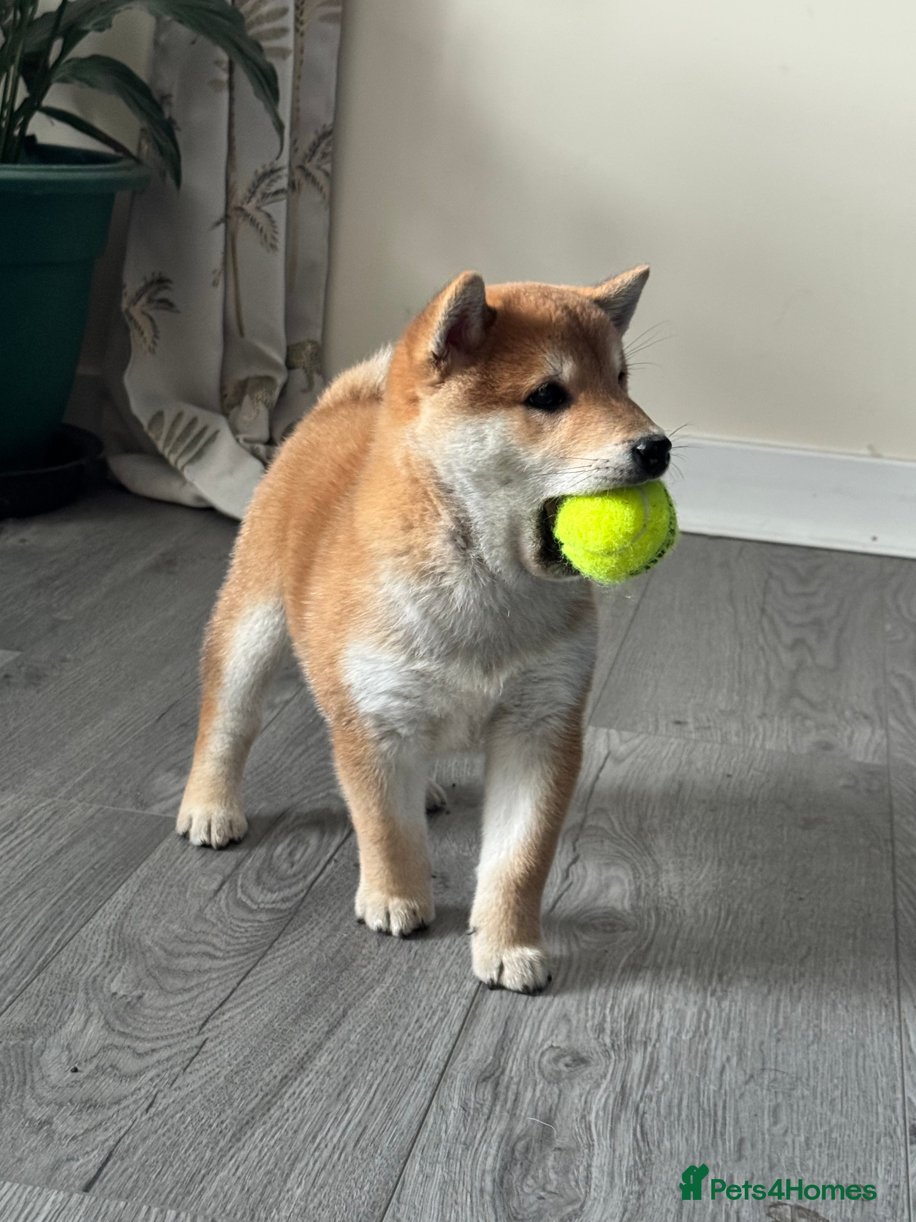 Japanese Shiba Inu dogs Boy pup ready now - Advert 1