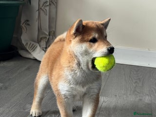 Japanese Shiba Inu dogs Boy pup ready now - Advert 9