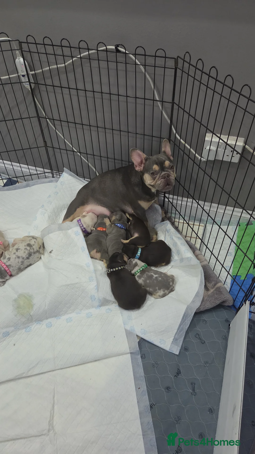 French Bulldog dogs for sale: Beautiful Frenchie puppies - Advert 36