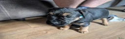 Border Terrier dogs for sale: Border Terrier Puppies For Sale - Advert 11