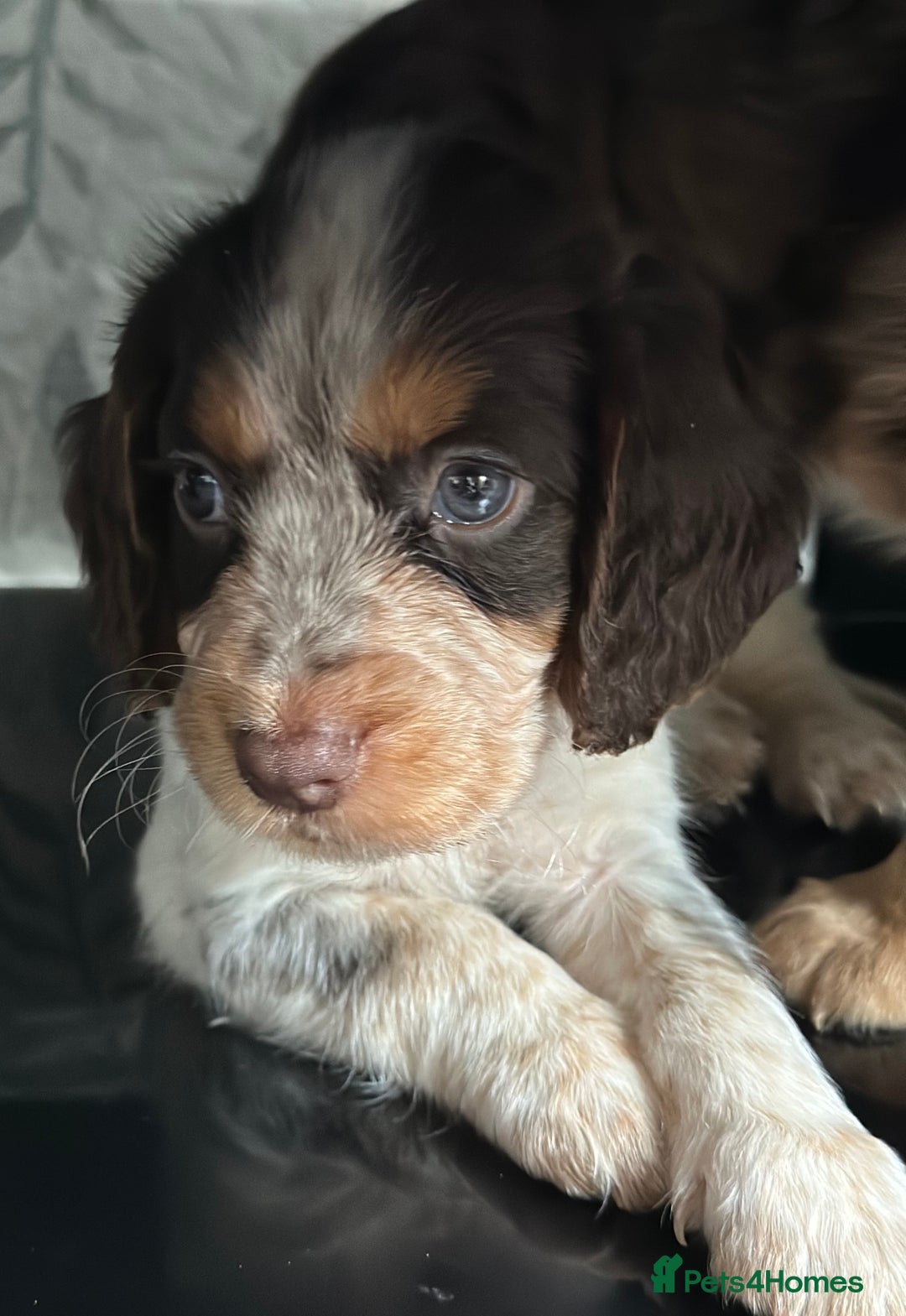 Cocker Spaniel dogs for sale: 1 Gorgeous Girl Cocker Spaniels - Ready to leave - Image 14
