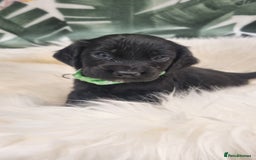 Cocker Spaniel dogs for sale: Beautiful Working Cocker Spaniel Puppies - Image 1