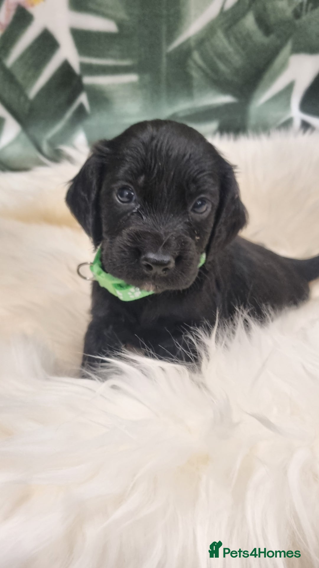 Cocker Spaniel dogs for sale: Beautiful Working Cocker Spaniel Puppies - Image 1