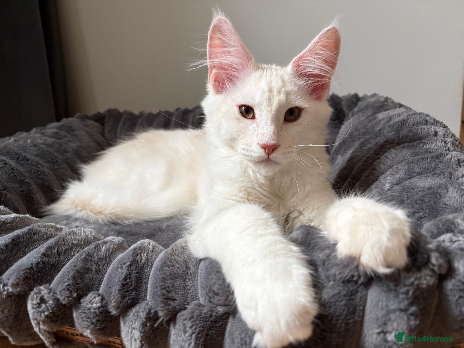 Maine Coon cats XL Maine Coon Kittens for Sale – TICA Reg - Advert 1