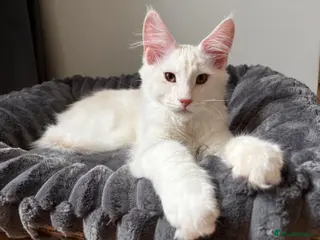 Maine Coon cats XL Maine Coon Kittens for Sale – TICA Reg - Advert 1