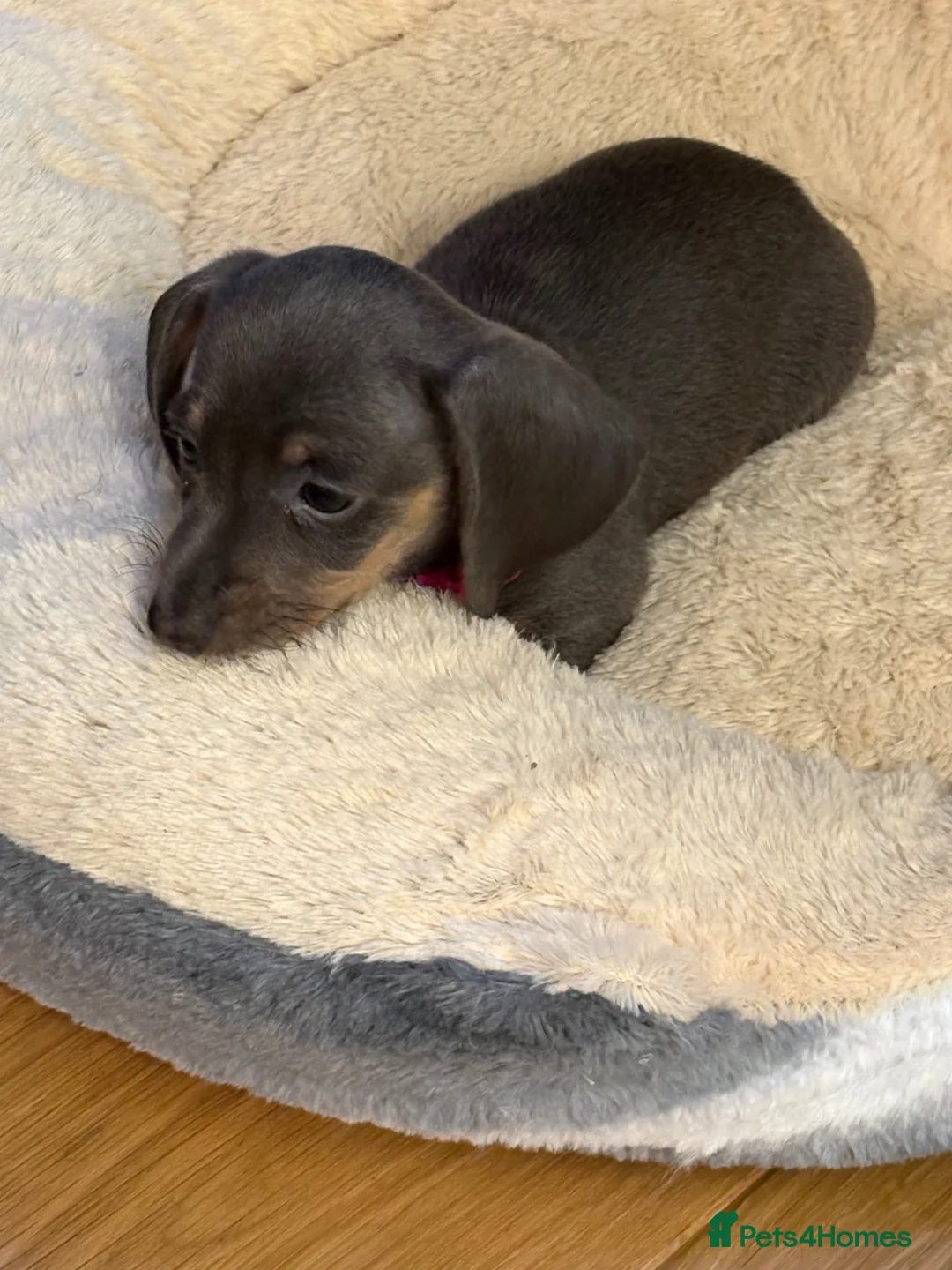 Miniature Dachshund dogs for sale: 8 week old miniature dachshund puppies in Bradford - Advert 2
