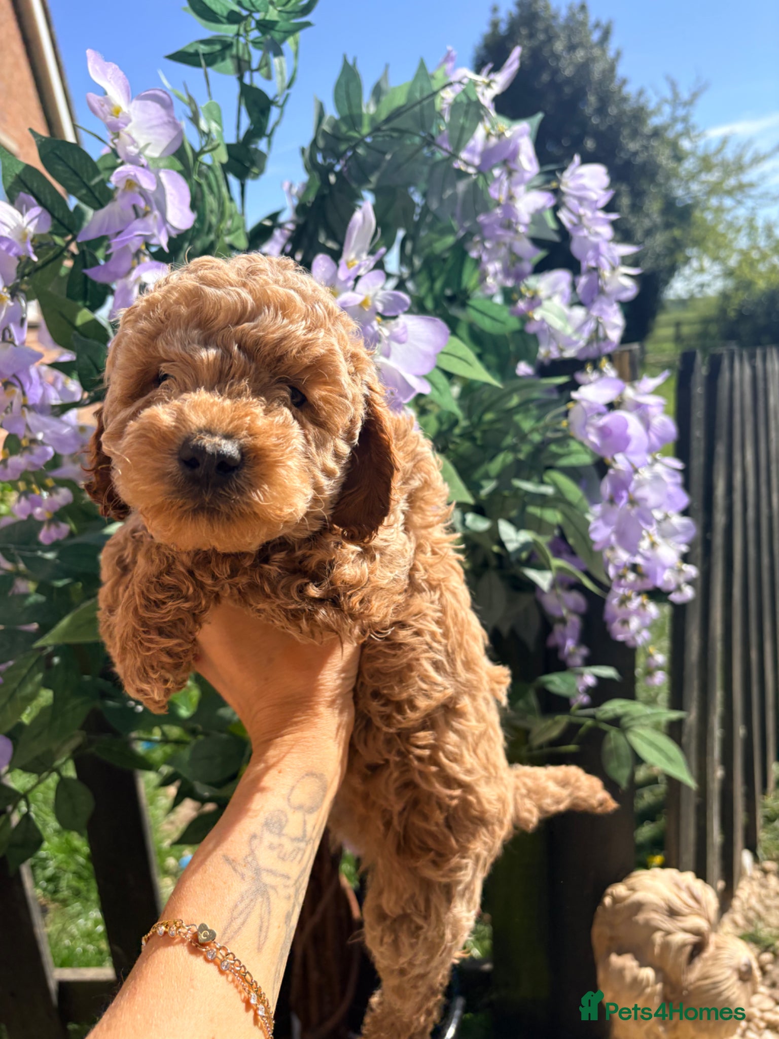 Cockapoo dogs F1B cockapoos  - Advert 6