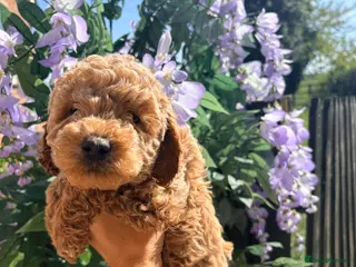 Cockapoo dogs F1B cockapoos - Advert 6