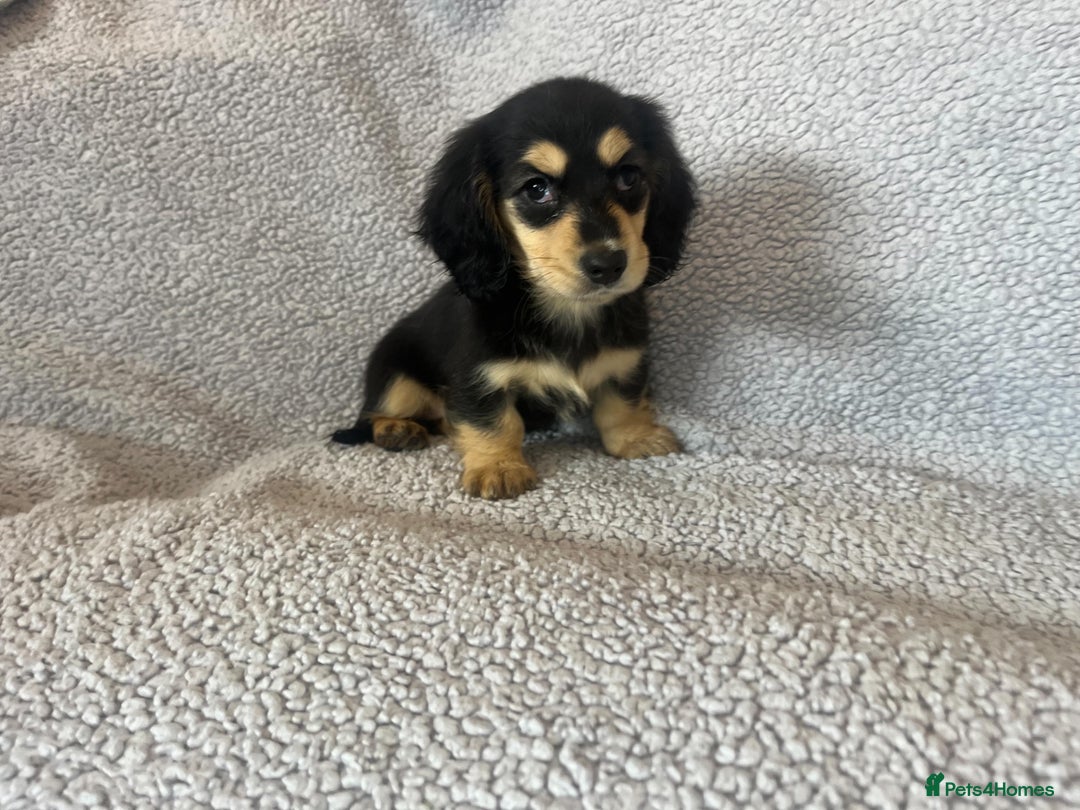 Miniature Dachshund dogs for sale: My last little man longhaired miniature dachshund in Houghton le Spring - Image 6