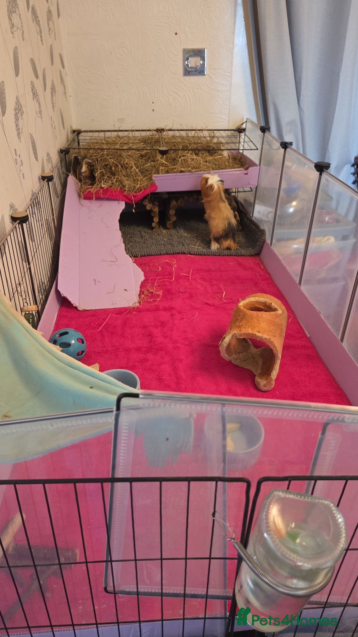 Guinea Pig rodents Male guinea pigs - Advert 2