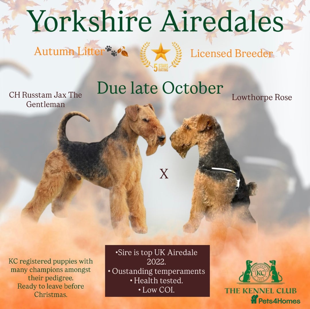 Airedale Terrier dogs for sale: KC Female Airedale Puppy🌟🐾 - Advert 1