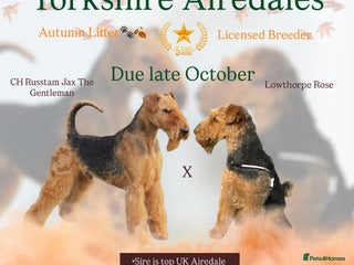 Airedale Terrier dogs KC Female Airedale Puppy🌟🐾 - Advert 1