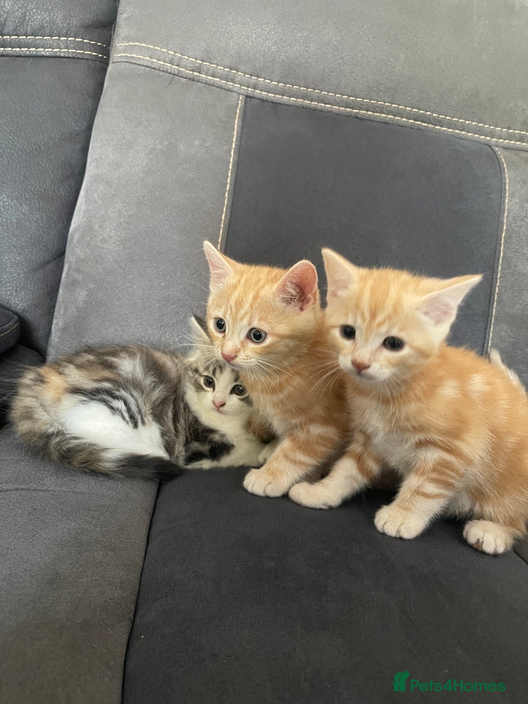 Mixed Breed cats for sale: Stunning long haired kittens  - Image 4