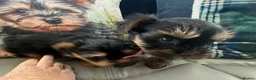 Yorkshire Terrier dogs for sale: Tiny Toy Yorkshire Terrier Puppies (Yorkie) - Advert 4