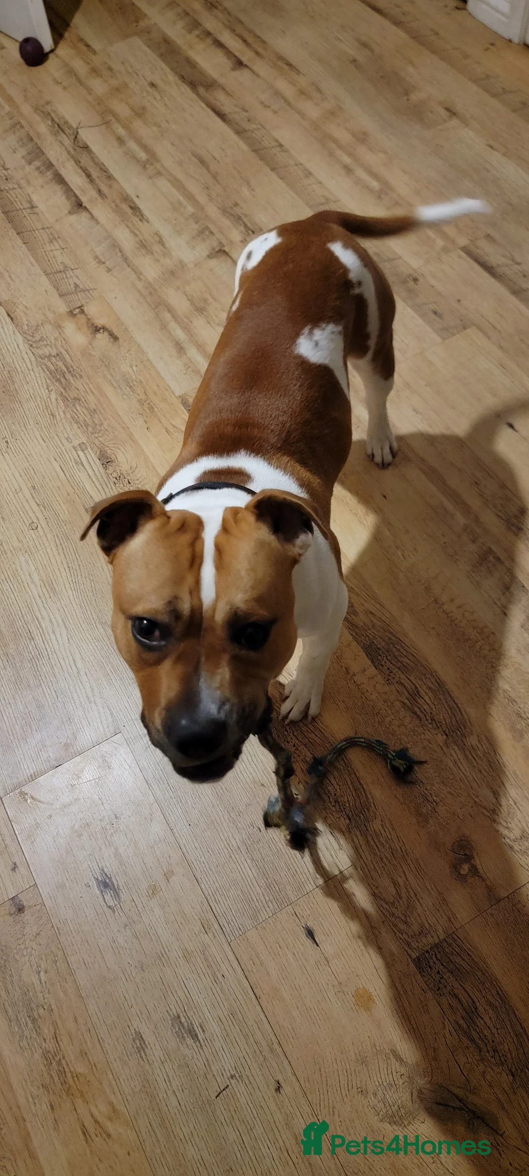 Mixed Breed dogs for sale: Uno.. in King's Lynn - Advert 4