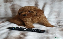 Toy Poodle dogs for sale: KC red Toy Poodle, DNA tested, champion bloodline - Image 8