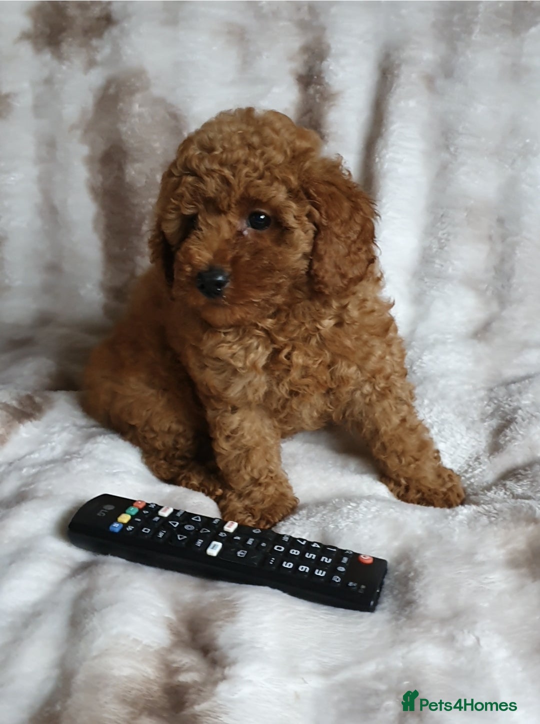 Toy Poodle dogs for sale: KC red Toy Poodle, DNA tested, champion bloodline - Image 8