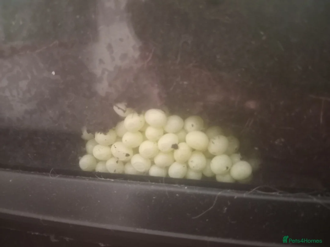Snails invertebrates for sale: Fulica albino giant African land snail eggs  - Advert 2