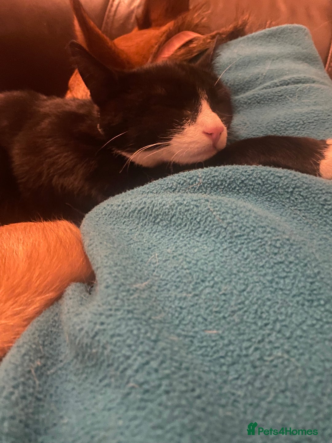 Mixed Breed cats for adoption: Lovely young cat looking for forever home  - Image 7