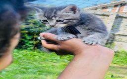 Mixed Breed cats for sale: Four Little Pawsomes Looking for Forever Homes!  - Image 3