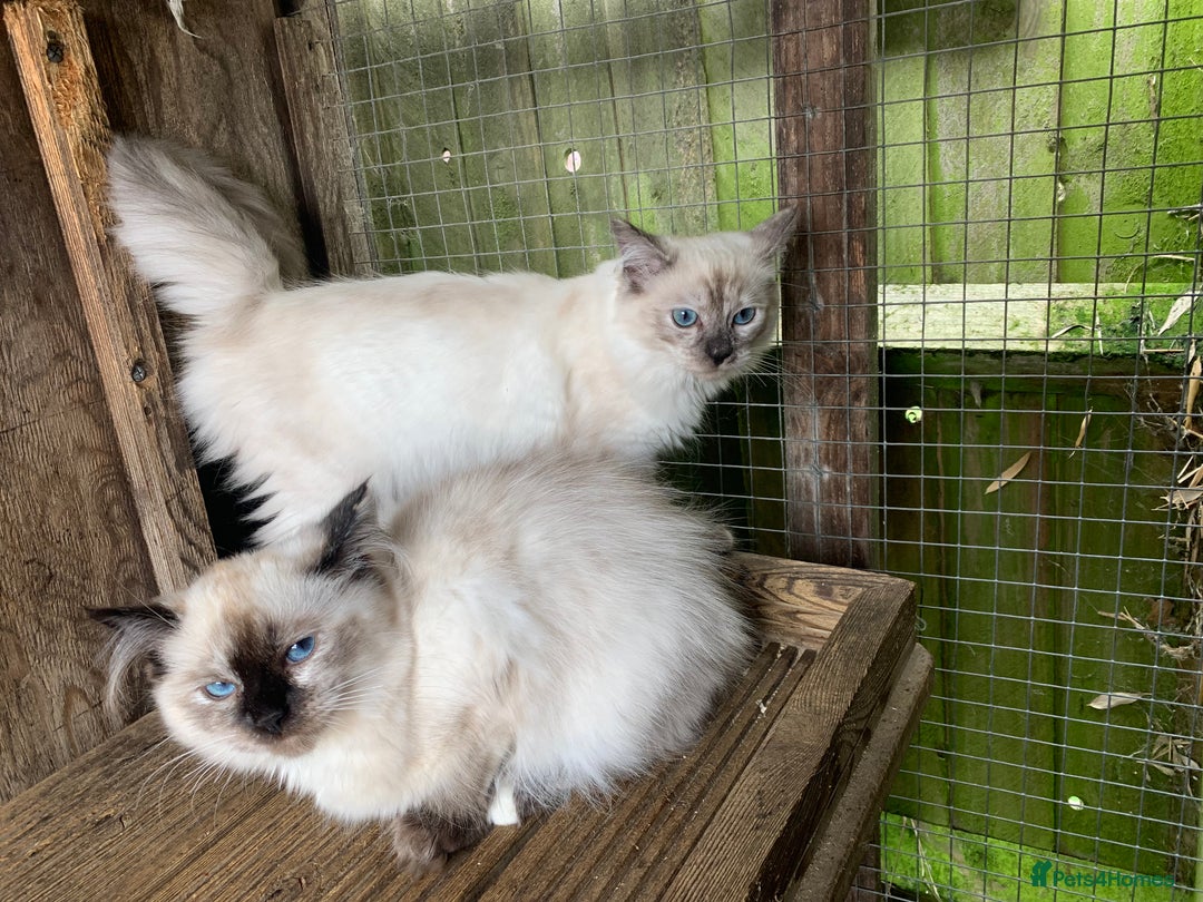 Ragdoll cats for sale: Ragdoll  - Image 1