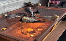 Cockatiels birds for sale: Baby hand reared cockatiels  - Advert 6