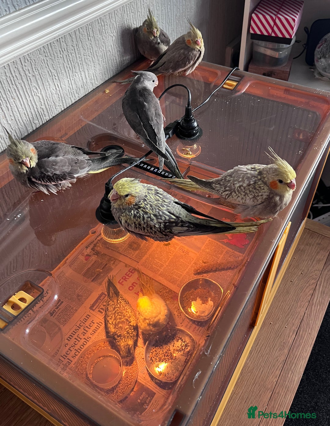 Cockatiels birds for sale: Baby hand reared cockatiels  - Advert 6