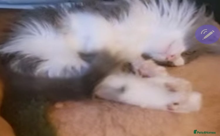 Ragdoll cats - Advert 2