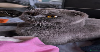 Scottish Fold cats - Advert 4
