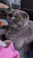 Scottish Fold cats - Advert 7