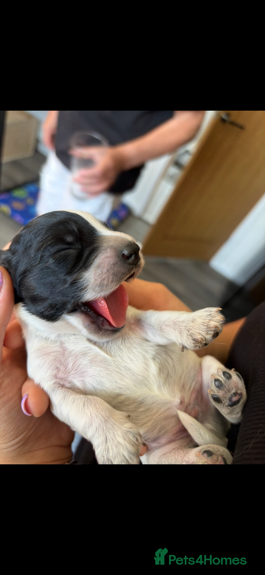Cockapoo dogs for sale: Stunning cockapoo puppies - Image 13