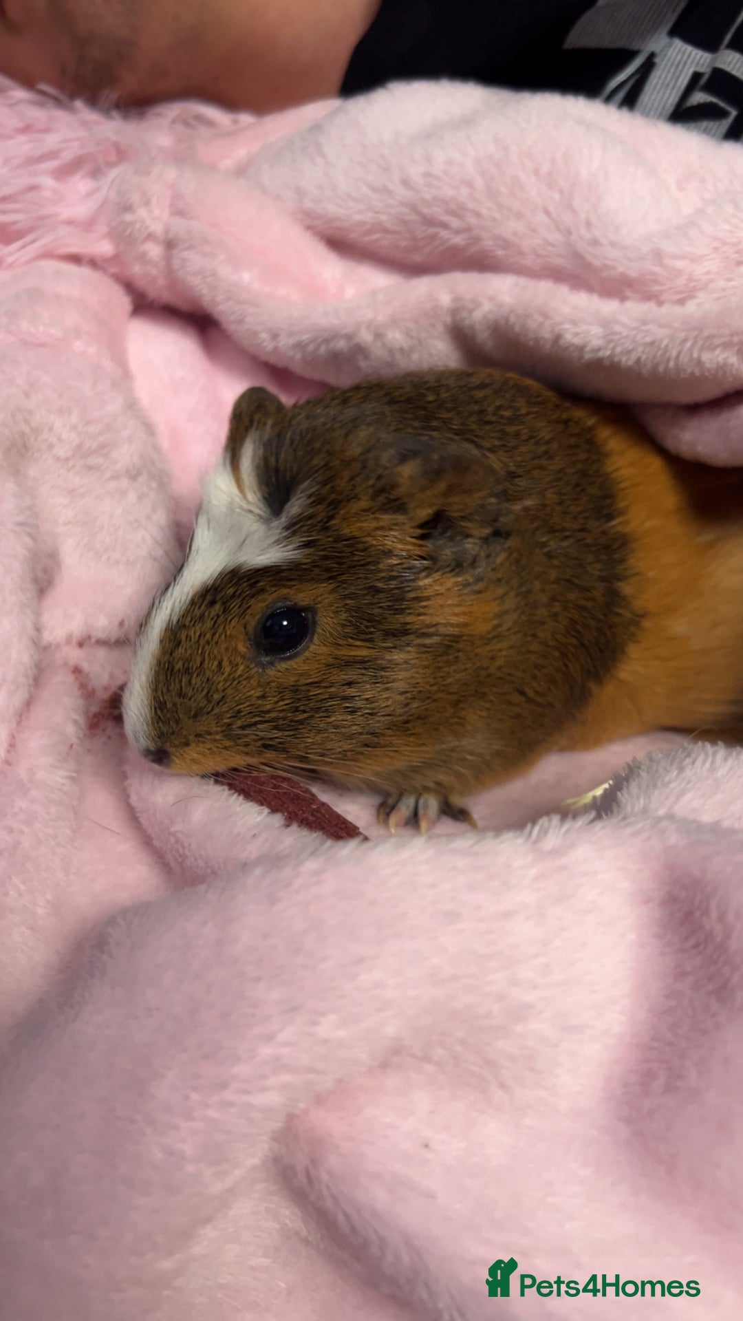 Guinea Pig rodents for sale: Harriet  - Image 3