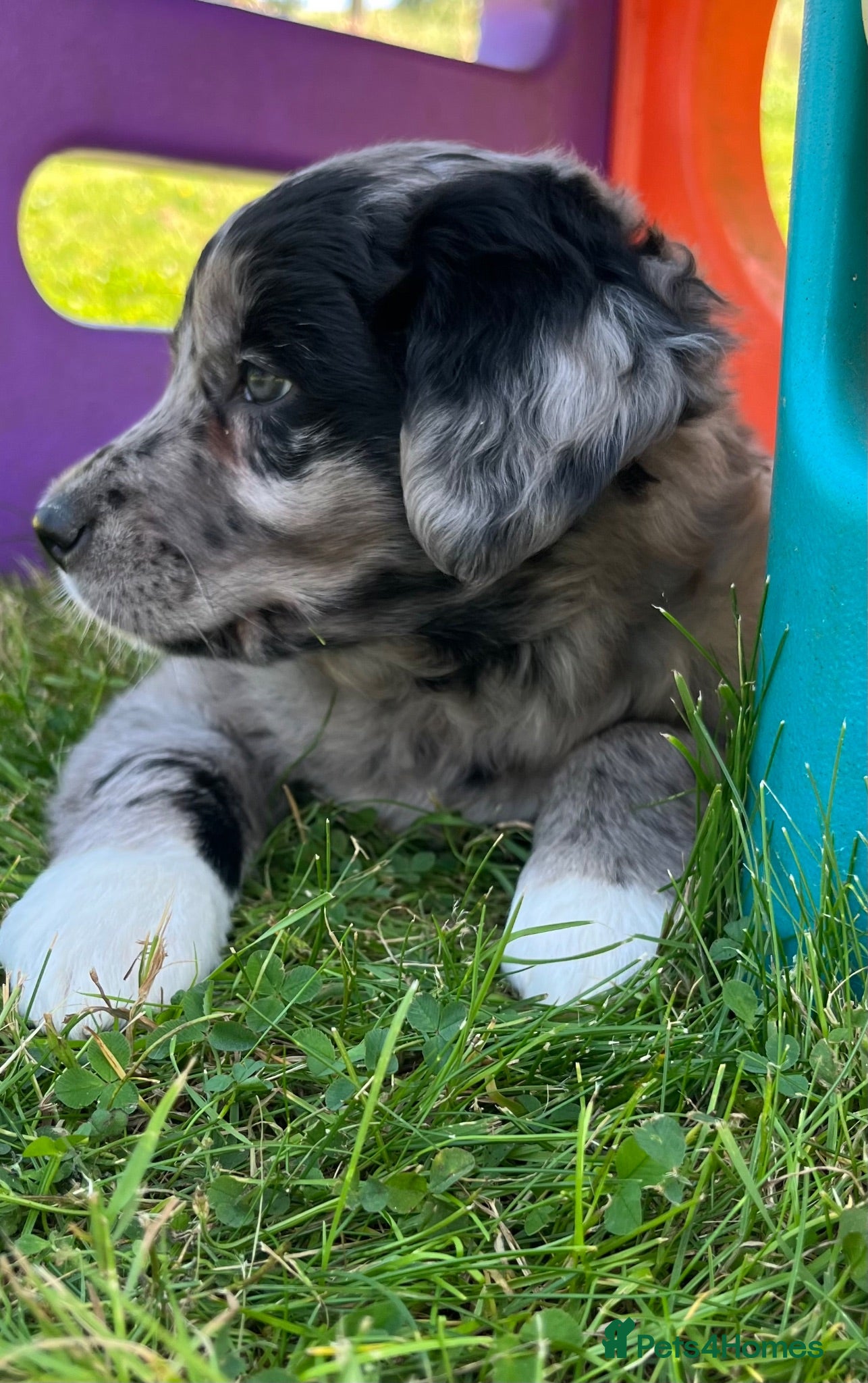 Golden Retriever dogs Beautiful Merle Golden Retriever x Border Collie - Advert 2