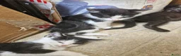 Domestic Shorthair cats for sale: Black kittens & black and white kittens - Advert 3
