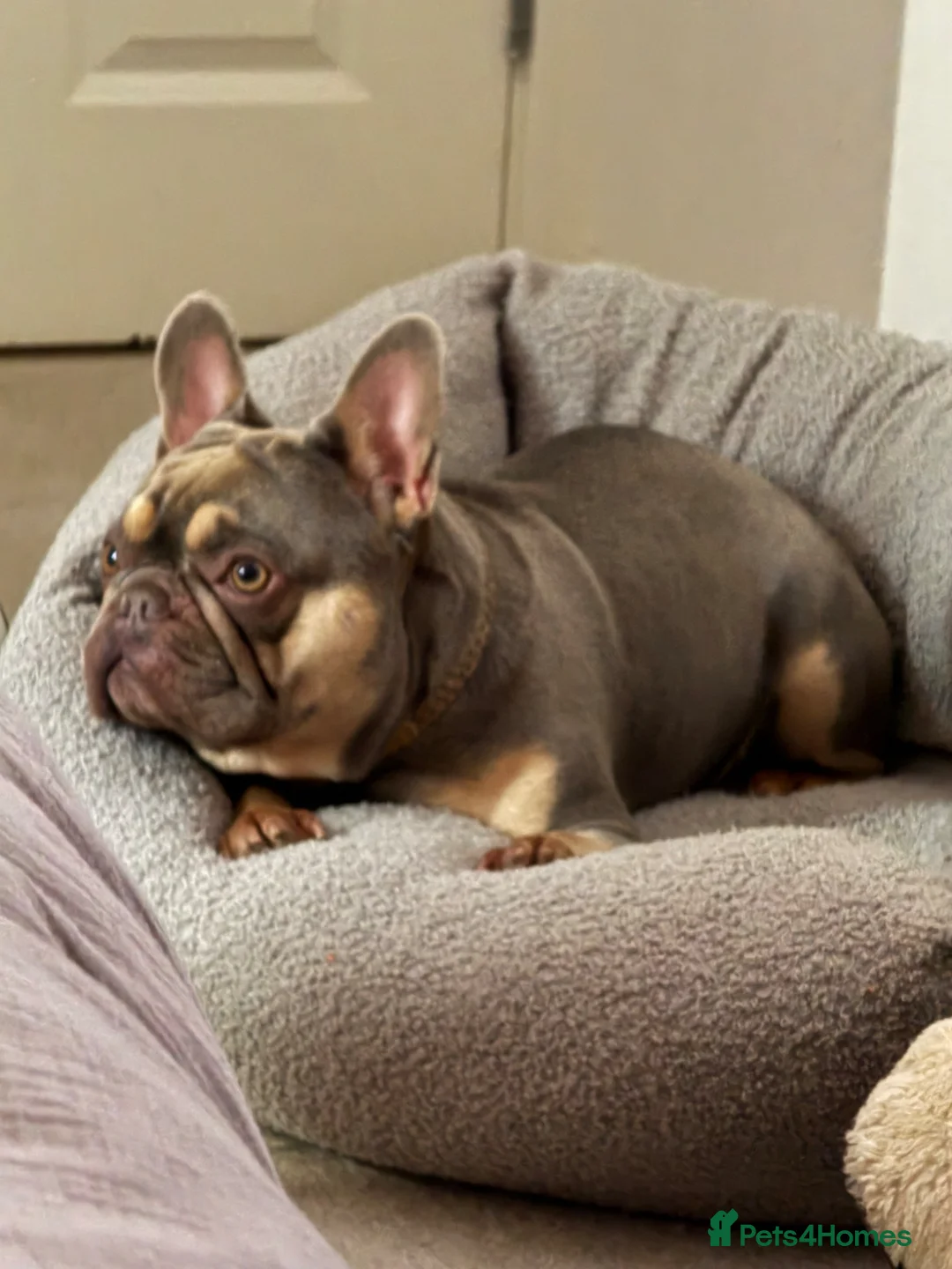 French Bulldog dogs for sale: 5 year old male French bulldog for re homing  - Advert 5