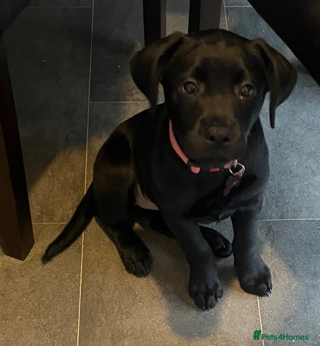 Labrador Retriever dogs for sale: Beautiful lab female  - Advert 23