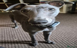 Whippet dogs for stud: Terry - KC Registered Blue Whippet Stud - Image 2