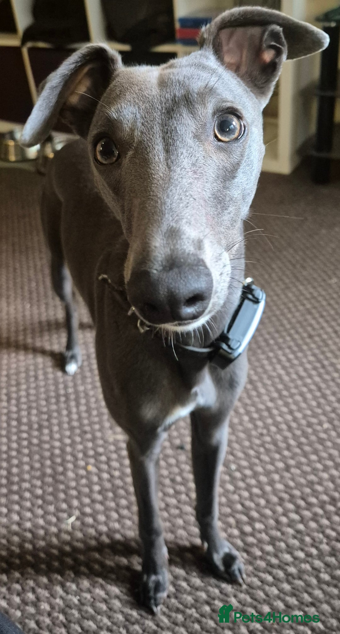 Whippet dogs for stud: Terry - KC Registered Blue Whippet Stud - Image 2