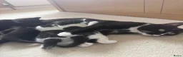 Mixed Breed cats for sale: Beautiful mixbreed kittens for sale - Advert 14