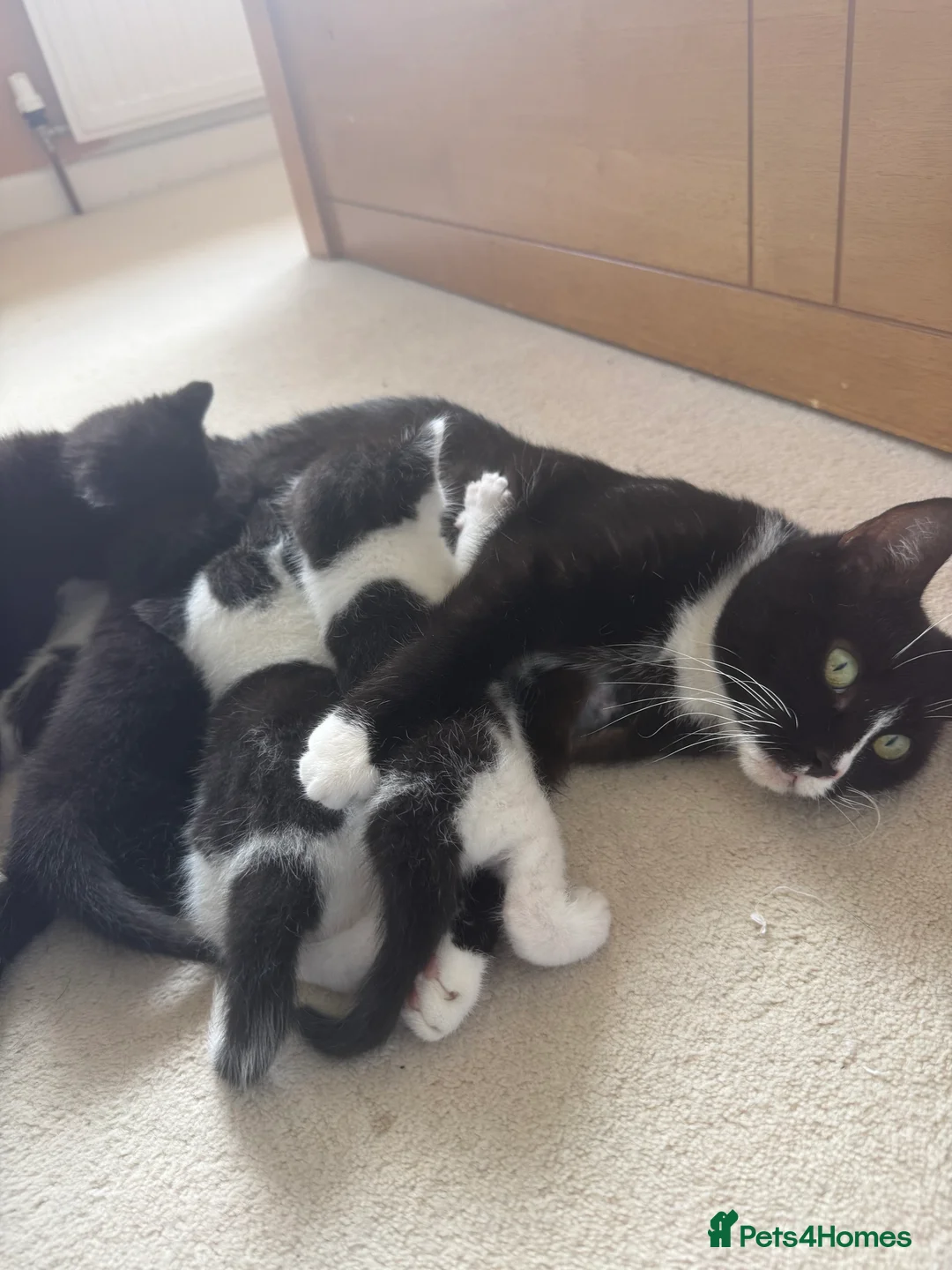 Mixed Breed cats for sale: Beautiful mixbreed kittens for sale - Advert 14