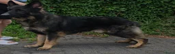 German Shepherd dogs for sale: Original Straight Back German Shepherds  in Staines - Advert 7